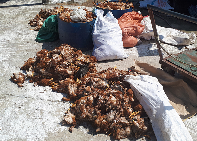 1.200 con gà chết sau khi hứng 'mưa đá' ở chuồng tôn