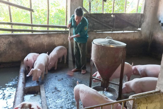 Đã tiêu hủy trên 20.000 con lợn bị nhiễm bệnh tại 44 tỉnh, thành phố